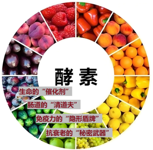 酵素：比你想象中的更重要！