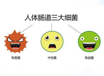 肠道细菌活跃的人为什么不容易生病？
